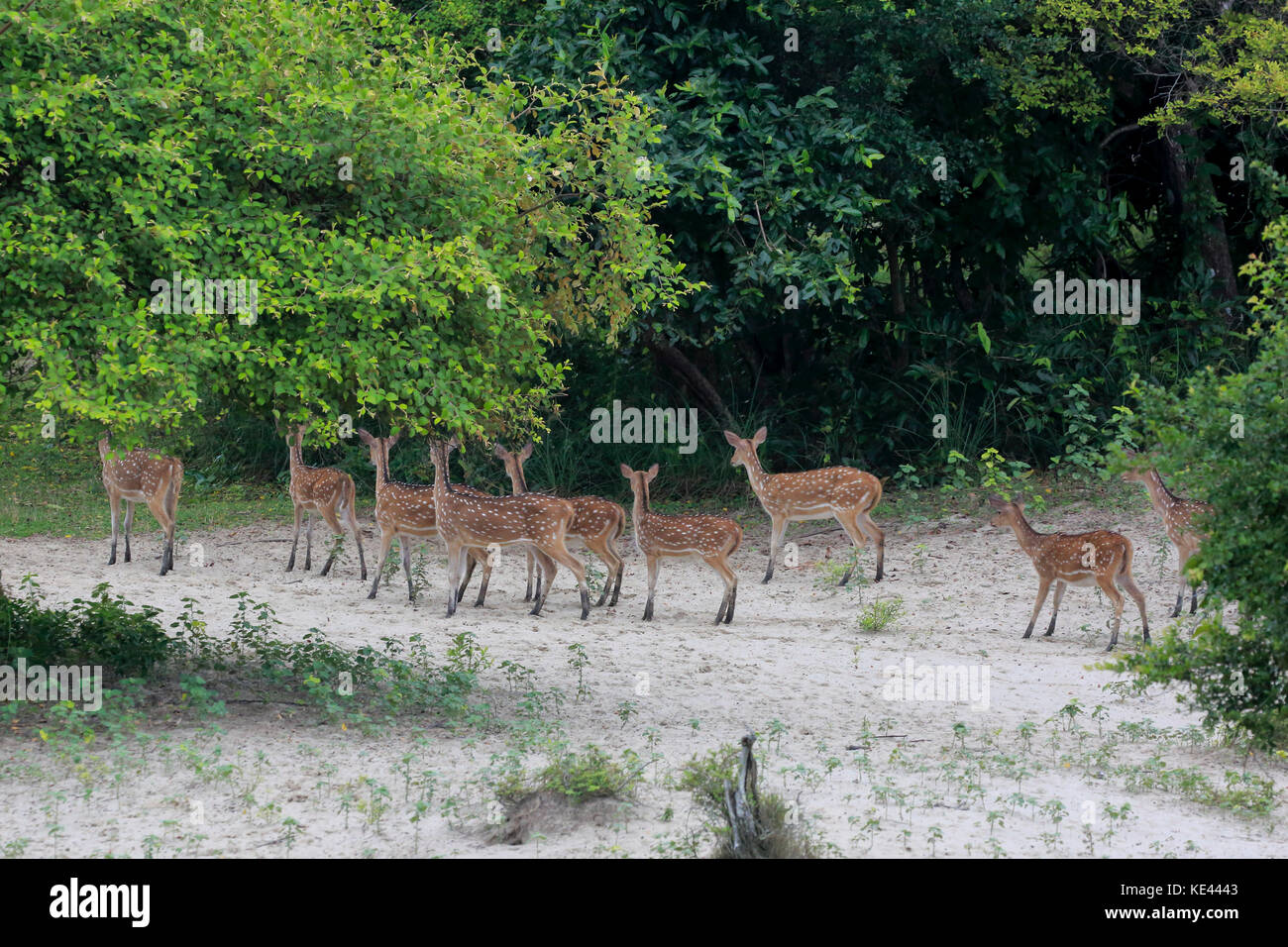 Avvistato cervi in sundarbans, un sito patrimonio mondiale dell'unesco e Wildlife Sanctuary. katka, Bagerhat, Bangladesh. Foto Stock