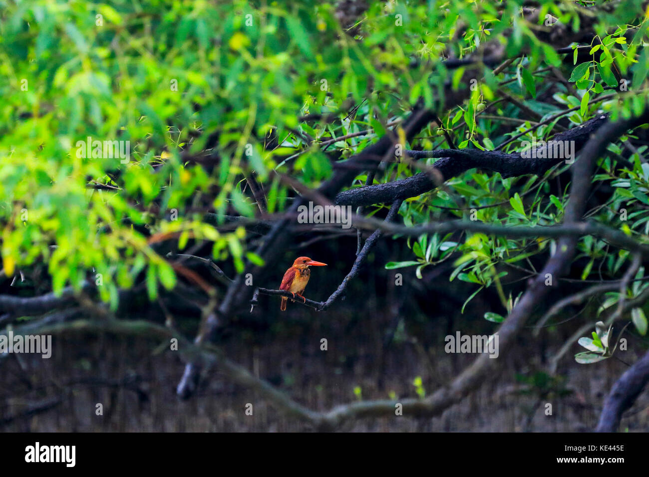 Ruddy kingfisher localmente chiamato lalchey machranga in sundarbans. bagerhat, Bangladesh. Foto Stock