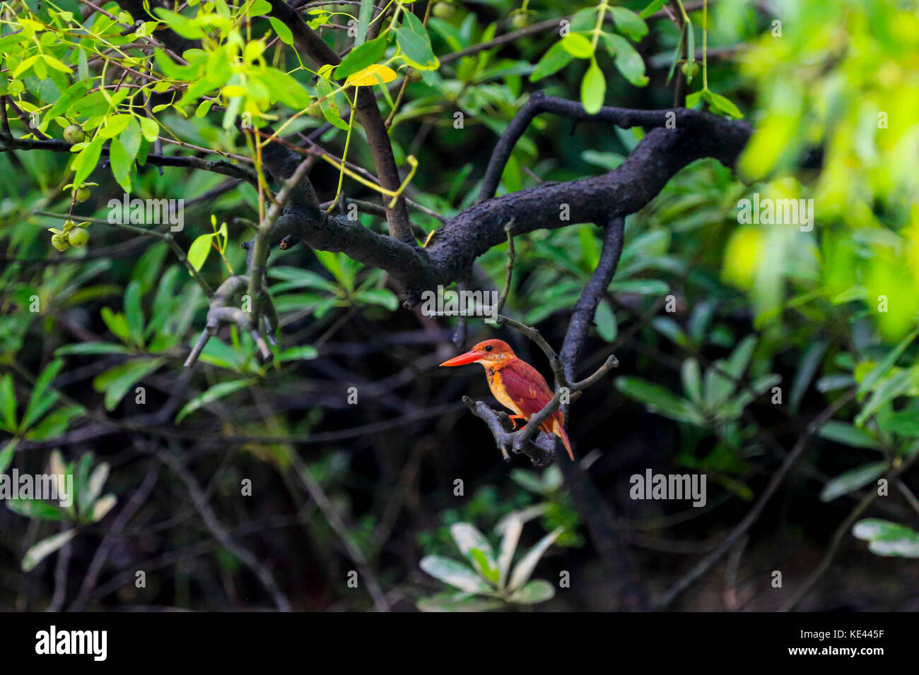Ruddy kingfisher localmente chiamato lalchey machranga in sundarbans. bagerhat, Bangladesh. Foto Stock