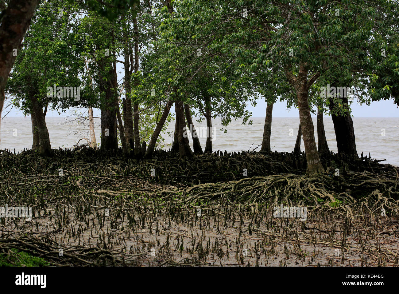 Mondo la più grande foresta di mangrovie sundarbans, famosa per il royal tigre del Bengala e dell'UNESCO World Heritage Site in Bangladesh. Foto Stock