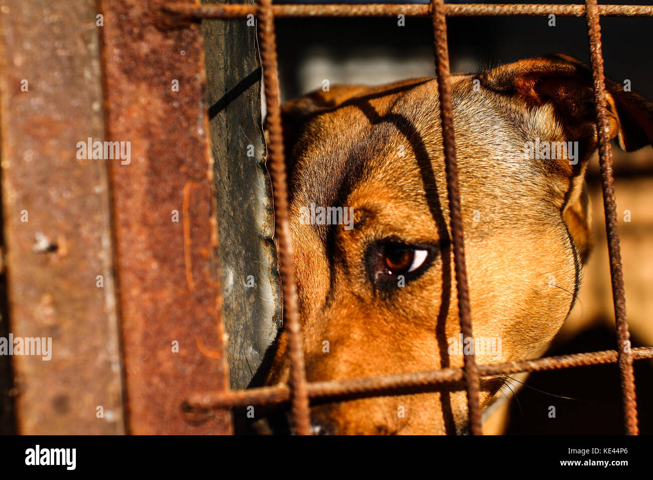 Animal Shelter - cane combattimenti - speranza Foto Stock