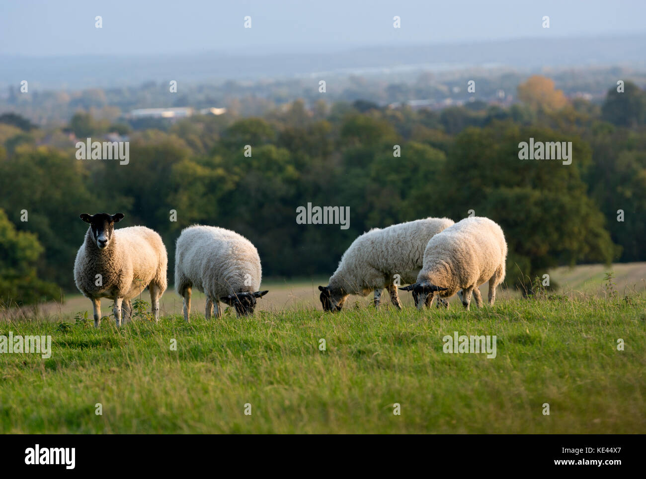 Pecore al pascolo con un paesaggio Warwickshire sfondo, REGNO UNITO Foto Stock