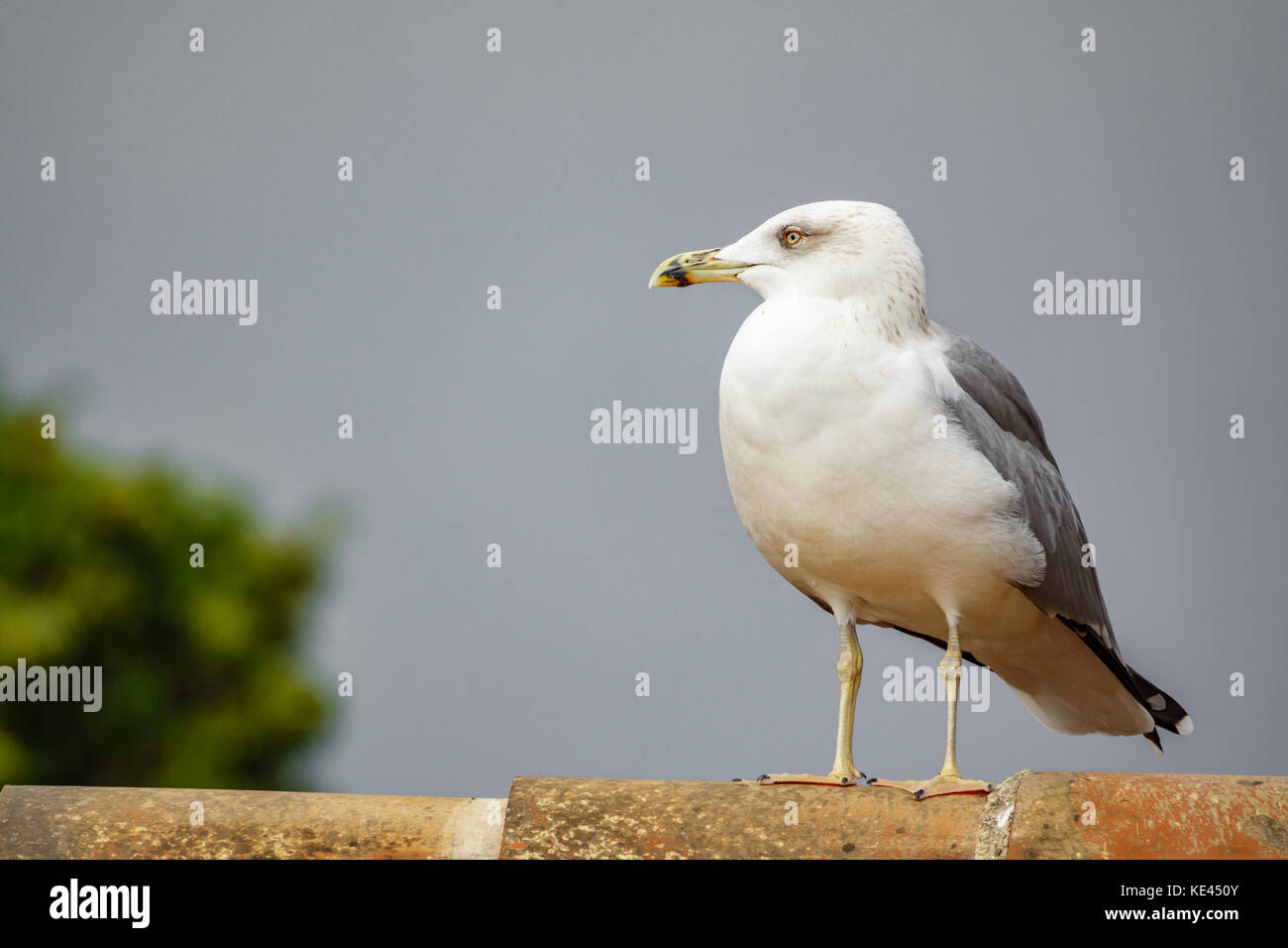 Seagull oltre il tetto di tegole guardando a sinistra Foto Stock