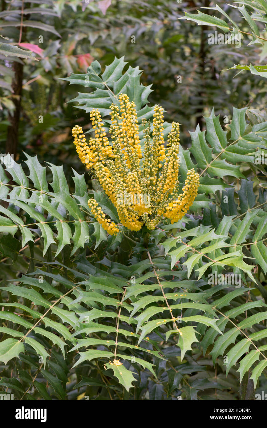 Mahonia "sole invernale". Foto Stock