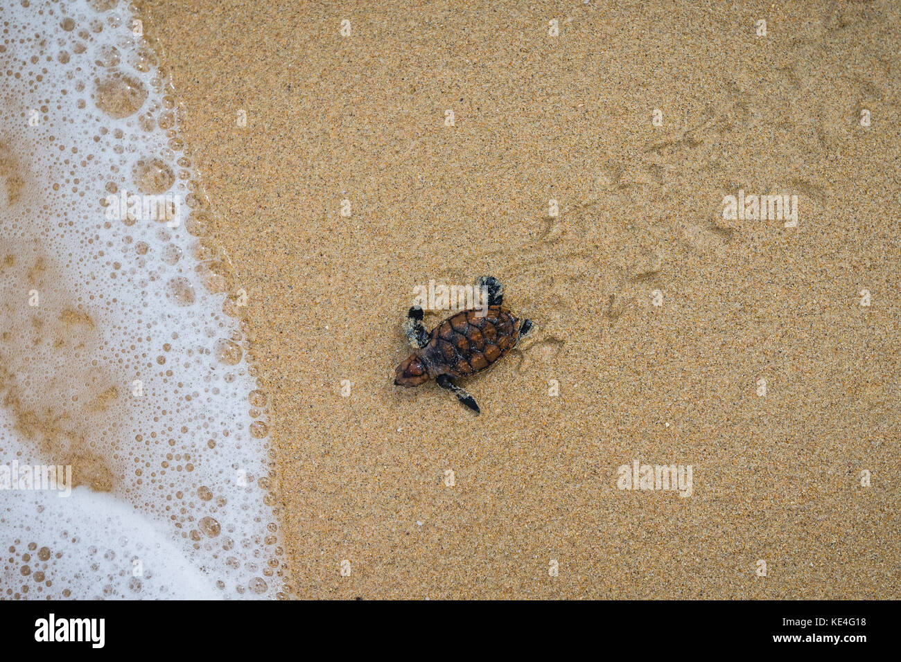 Un bambino tartaruga embricata rende il modo in oceano dopo la schiusa su mullins beach sull'isola caraibica di Barbados. Foto Stock