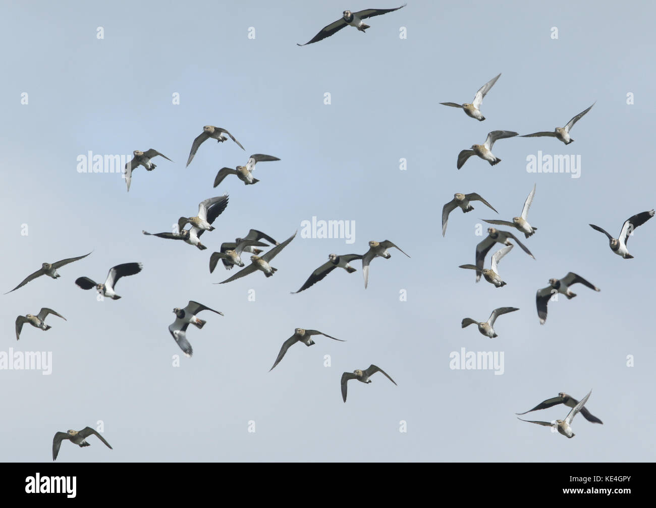 Golden plover (Pluvialis apricaria) e pavoncella (vanellus vanellus) in volo. Foto Stock