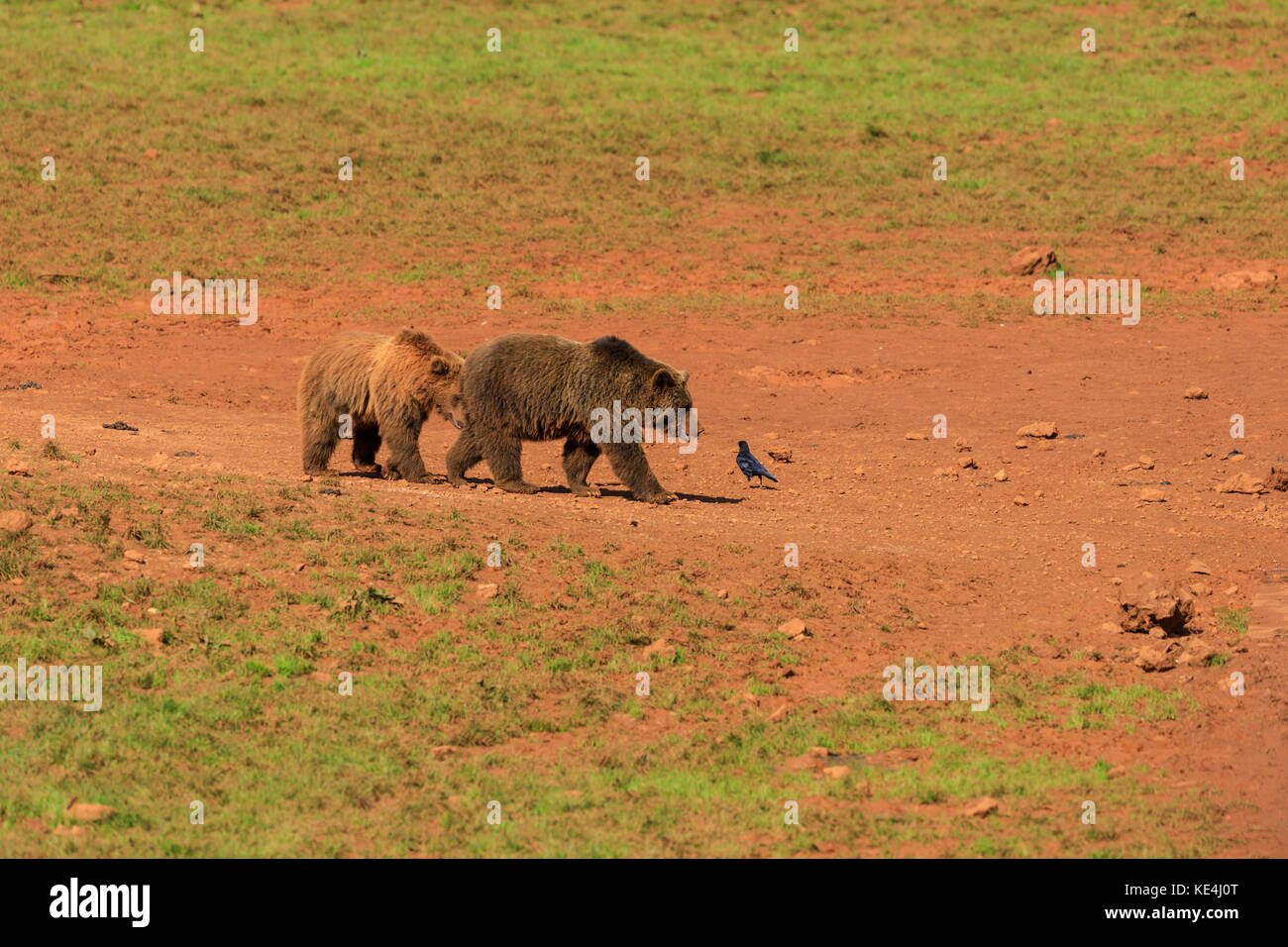 Gli orsi nel prato, Cabarceno parco naturale, Spagna Foto Stock