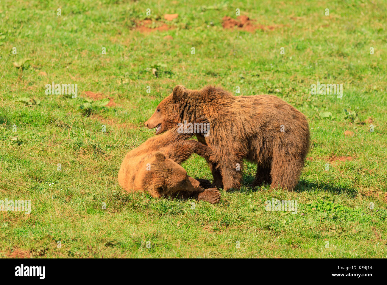 Gli orsi nel prato, Cabarceno parco naturale, Spagna Foto Stock