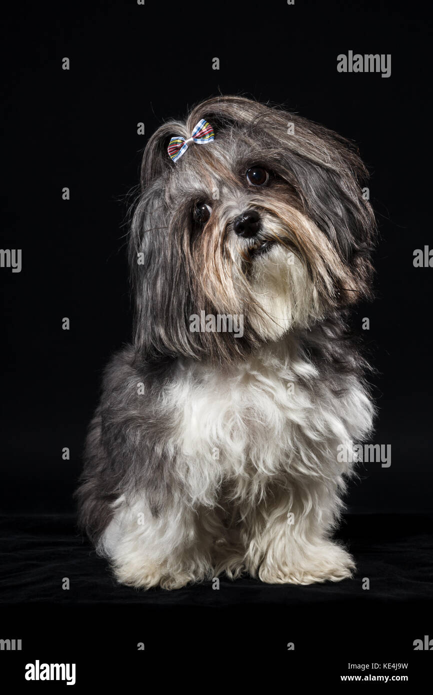 Ritratto di un simpatico Bichon Havanese cane con nastro bow, testa inclinata su sfondo nero. Foto Stock Ritratto di un simpatico Bichon Havanese cane con nastro bow, testa inclinata su sfondo nero. Foto Stock