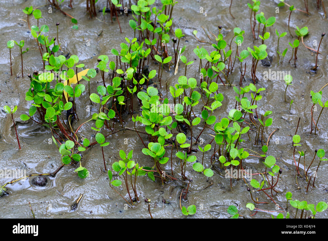 Impianto di mangrovie che crescono in sundarbans. bangladesh Foto Stock