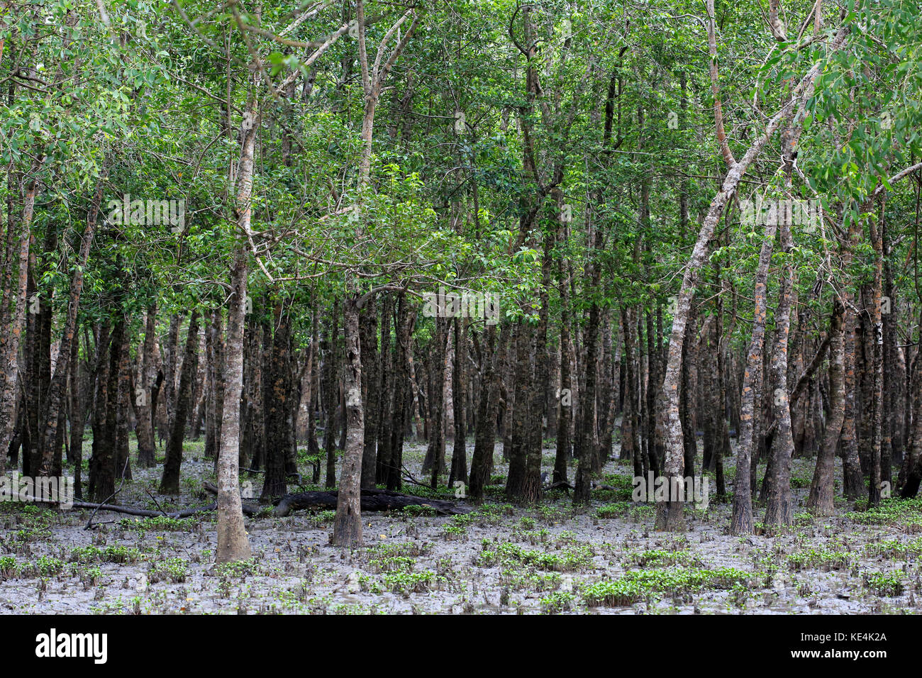 Alberi di gewa al mondo la più grande foresta di mangrovie sundarbans, famosa per il royal tigre del Bengala e dell'UNESCO World Heritage Site in Bangladesh. Foto Stock