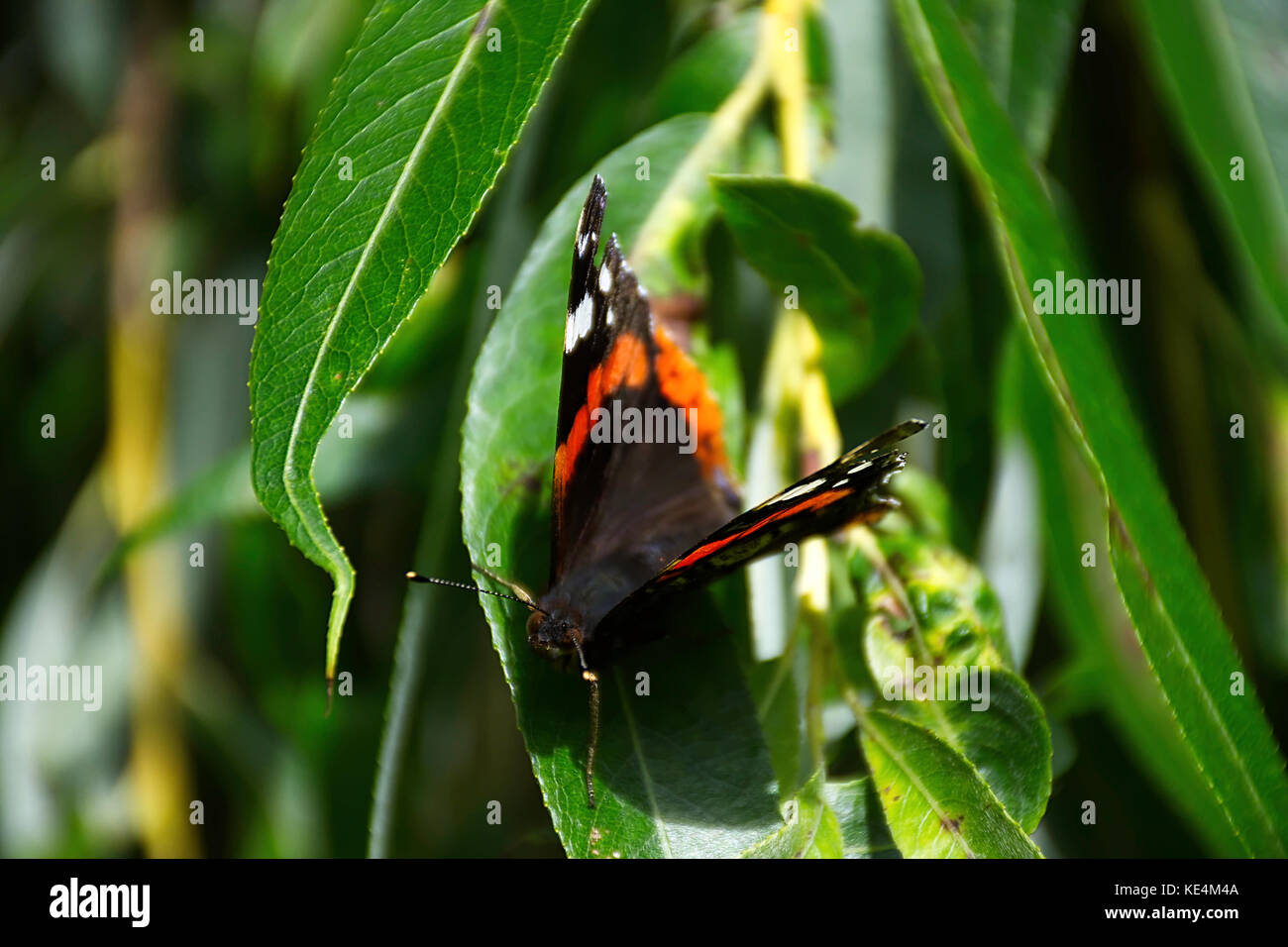 Admiral butterfly,Vanessa Atalanta, sedere sulla foglia nella soleggiata nella tarda estate del giorno.butterfly nel bosco in prossimità di stoke on trent, Regno Unito. Foto Stock