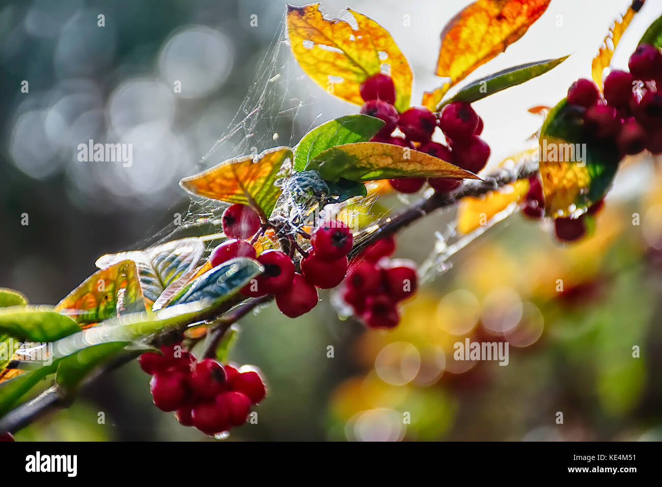 Bacche rosse ricoperto con tela di ragno nella soleggiata autunno bosco.bellissimi colori autunnali e la luce nella foresta vicino a stoke on trent, Regno Unito. Foto Stock