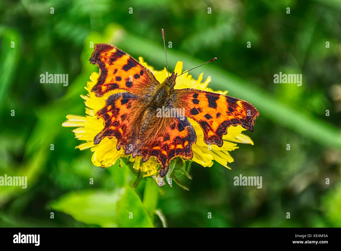 Virgola butterfly diffonderlo ali su tarassaco flower.polygonia virgola,tarda estate butterfly ,stoke on trent, Regno Unito.british wildlife. Foto Stock