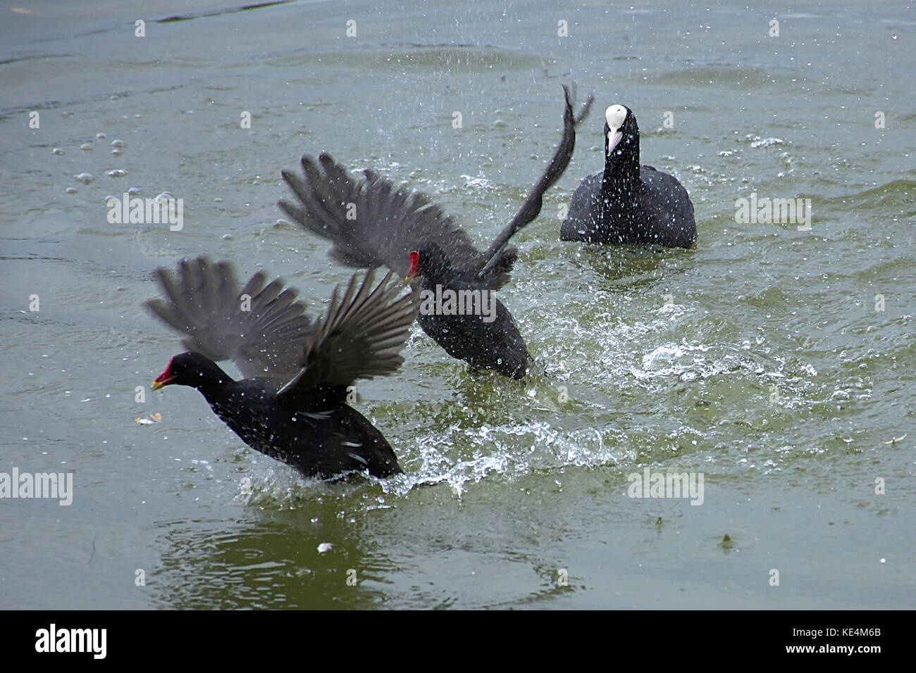 Due gallinelle d'acqua chesaning ogni altro nel lago ,coot guardando azione,il comportamento di animali.gallinelle d'acqua che istituisce il territorio.westport lago vicino a Stoke on Trent. Foto Stock