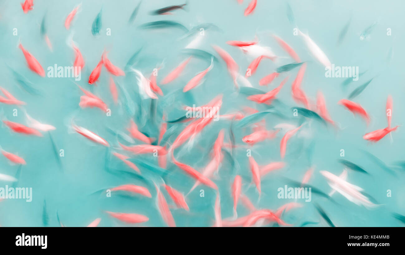 Abstract background artistico realizzato in motion blur pesce che nuota in uno stagno, tonificazione del colore applicato. Foto Stock