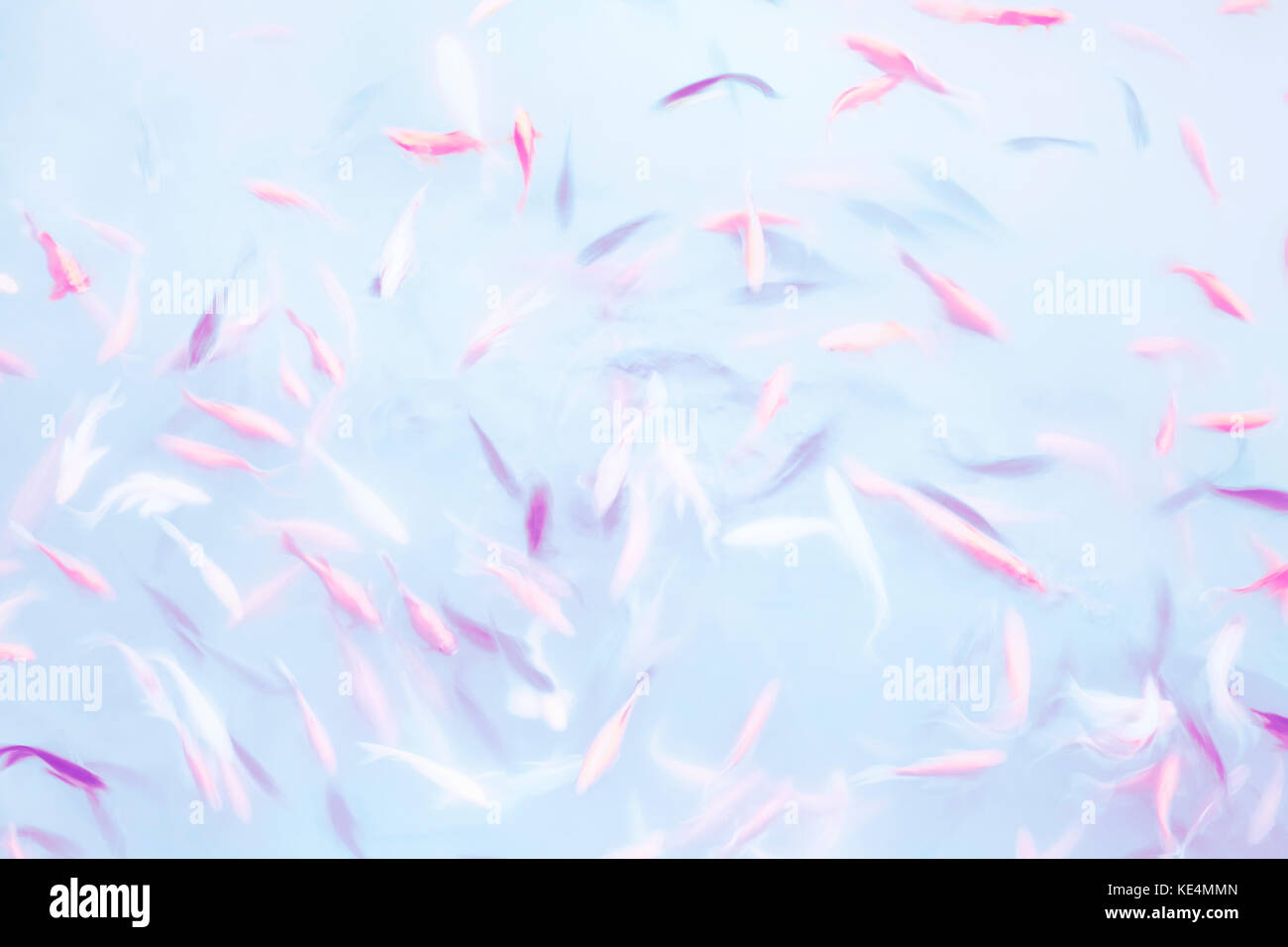 Abstract background artistico realizzato in motion blur pesce che nuota in uno stagno, tonificazione del colore applicato. Foto Stock