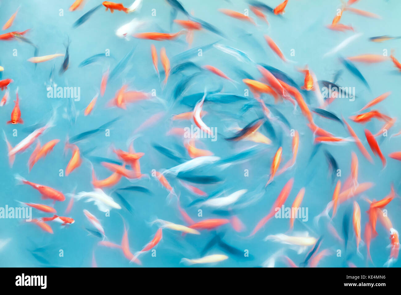 Abstract background artistico realizzato in motion blur pesce che nuota in uno stagno, tonificazione del colore applicato. Foto Stock