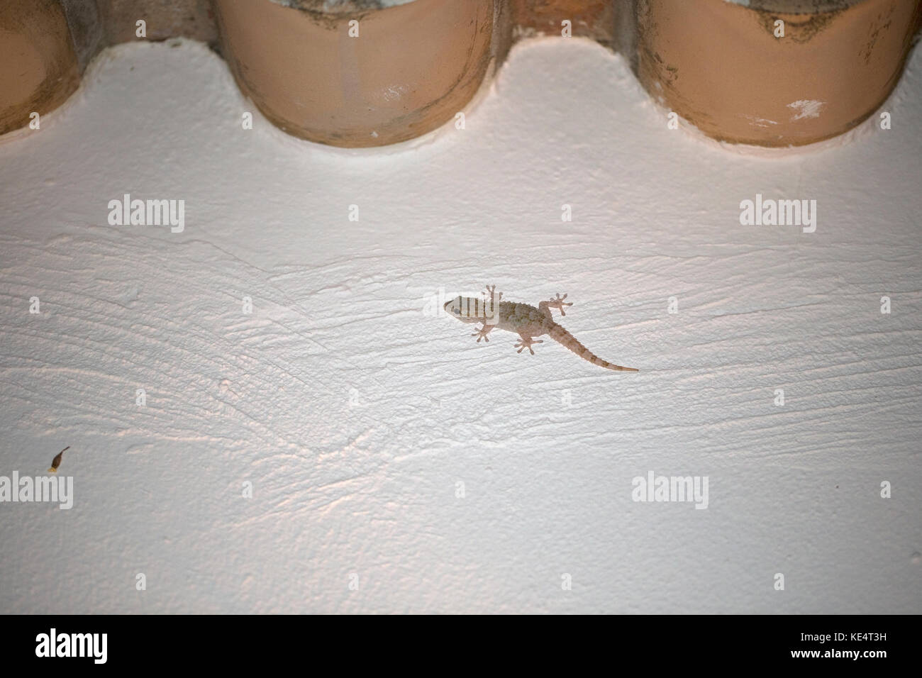 Bagno turco Gecko (Hemidactylus turcicus) Portogallo PT Ottobre 2017 Foto Stock
