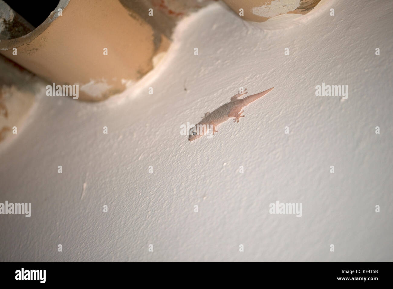 Bagno turco Gecko (Hemidactylus turcicus) Portogallo PT Ottobre 2017 Foto Stock