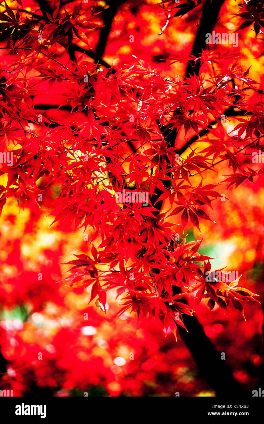 Acer palmatum albero ottobre giardino fogliame rosso acero albero autunno foglie luce solare rosso autunno foglie astratte Foto Stock