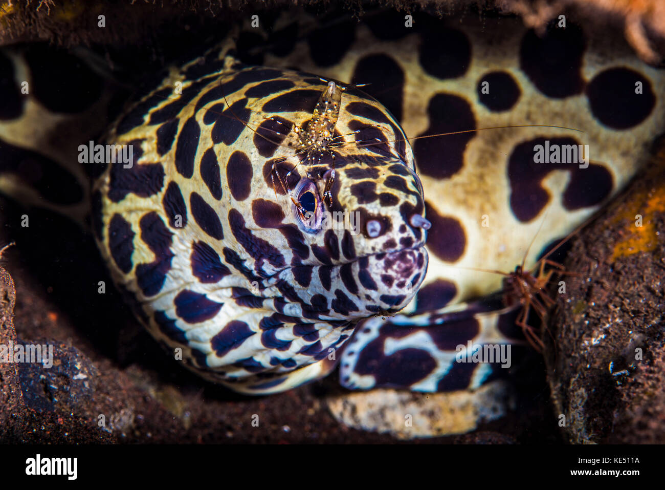 Un pulitore di gamberi ricerche di parassiti sulla testa di questo spotted moray eel. Foto Stock
