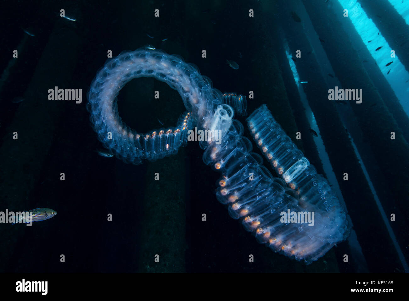 Una catena di salpi galleggia sulla corrente, nell'Oceano Pacifico al largo della California. Foto Stock