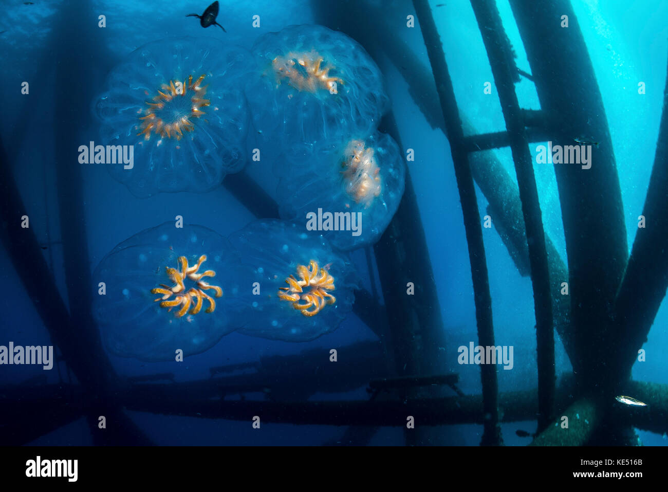 Una catena di salpi galleggia sulla corrente, nell'Oceano Pacifico al largo della California. Foto Stock