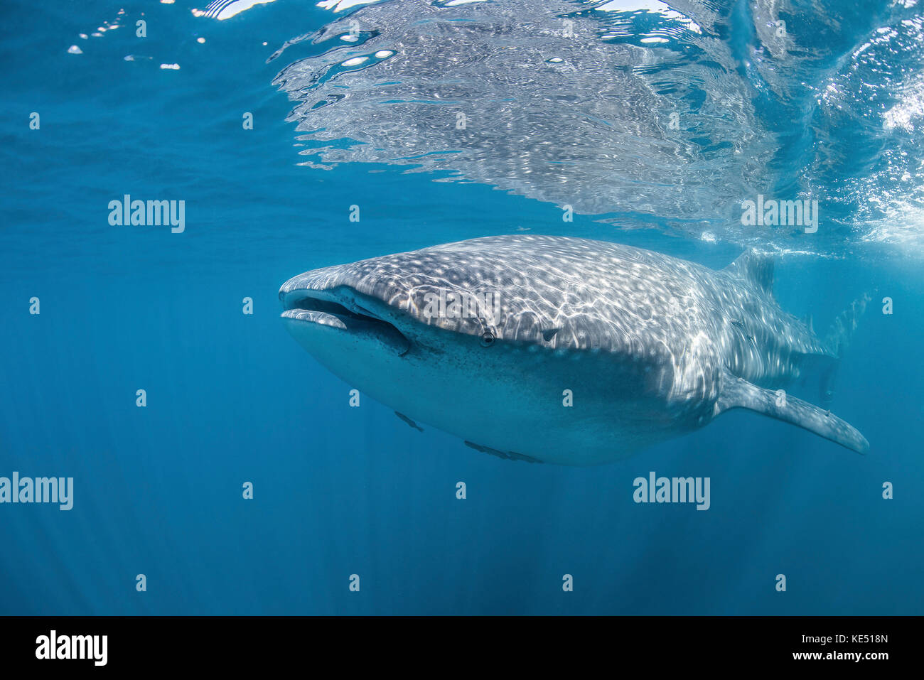 Squalo Balena, mare di Cortez, Messico. Foto Stock