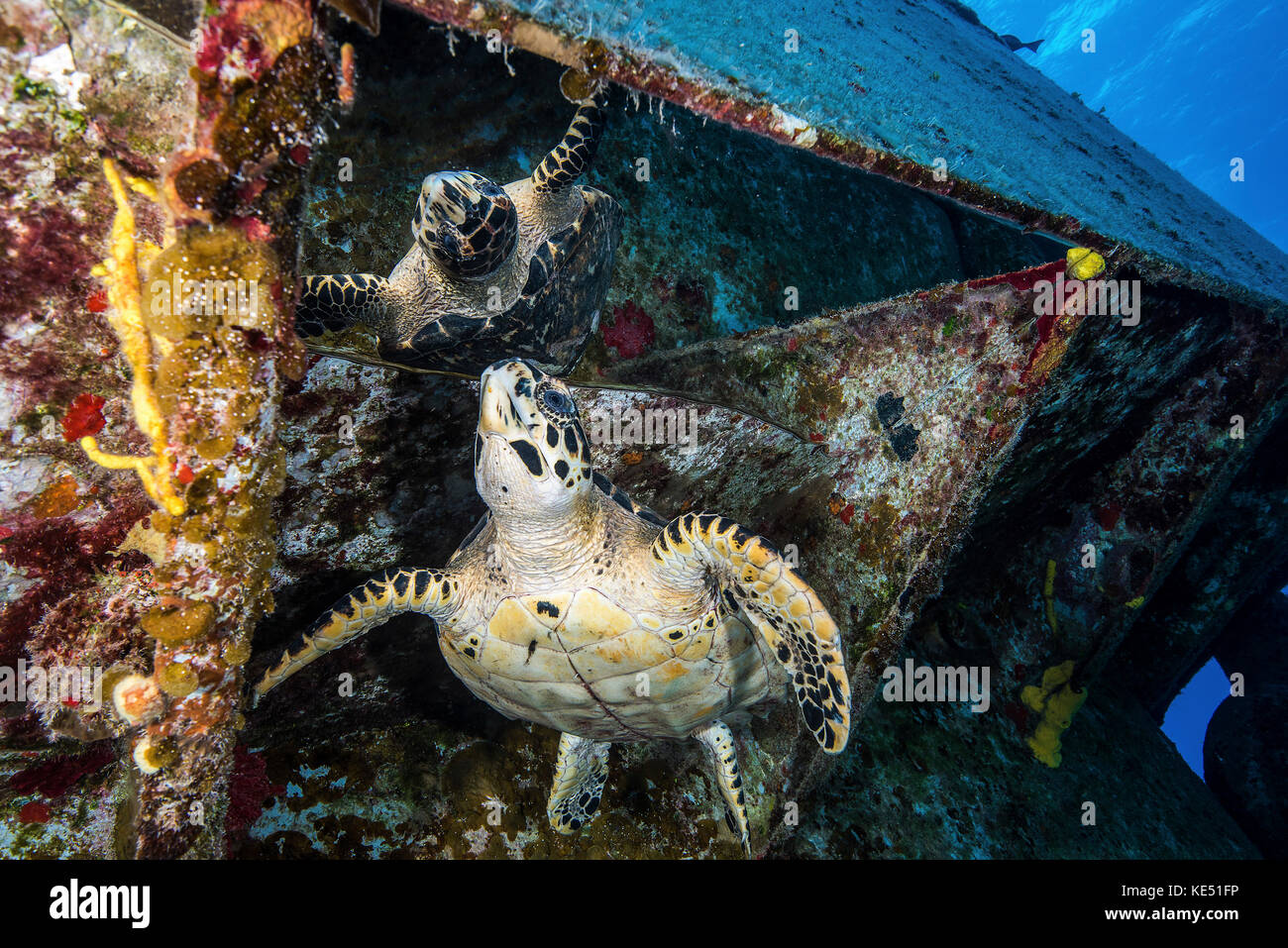 Turtle guarda la sua riflessione sotto la uss kittiwake naufragio in Isole Cayman. Foto Stock