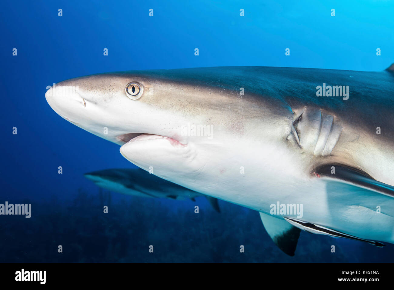 Squali della barriera corallina caraibica, Grand Cayman, Isole Cayman. Foto Stock