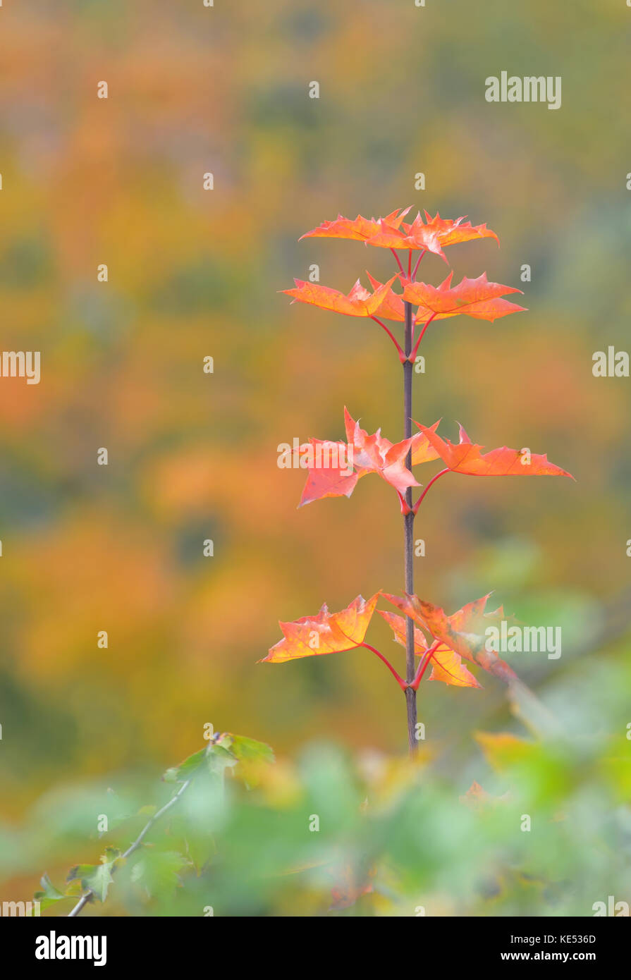 Autunno singolo albero di acero foglie Foto Stock