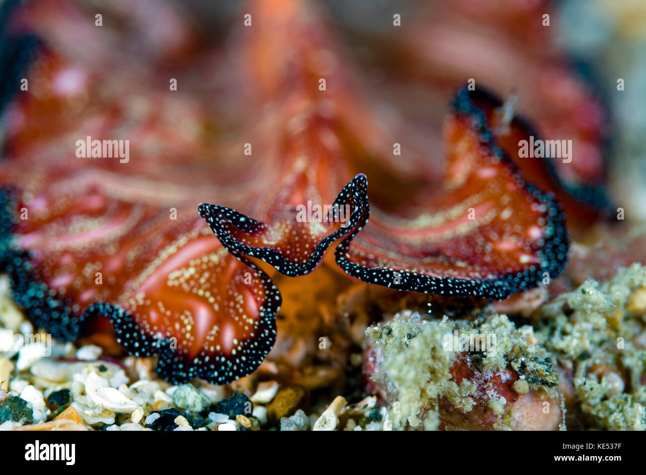 Colpo alla testa di un verme piatto di tappeti persiani, Milne Bay, Papua nuova Guinea. Foto Stock