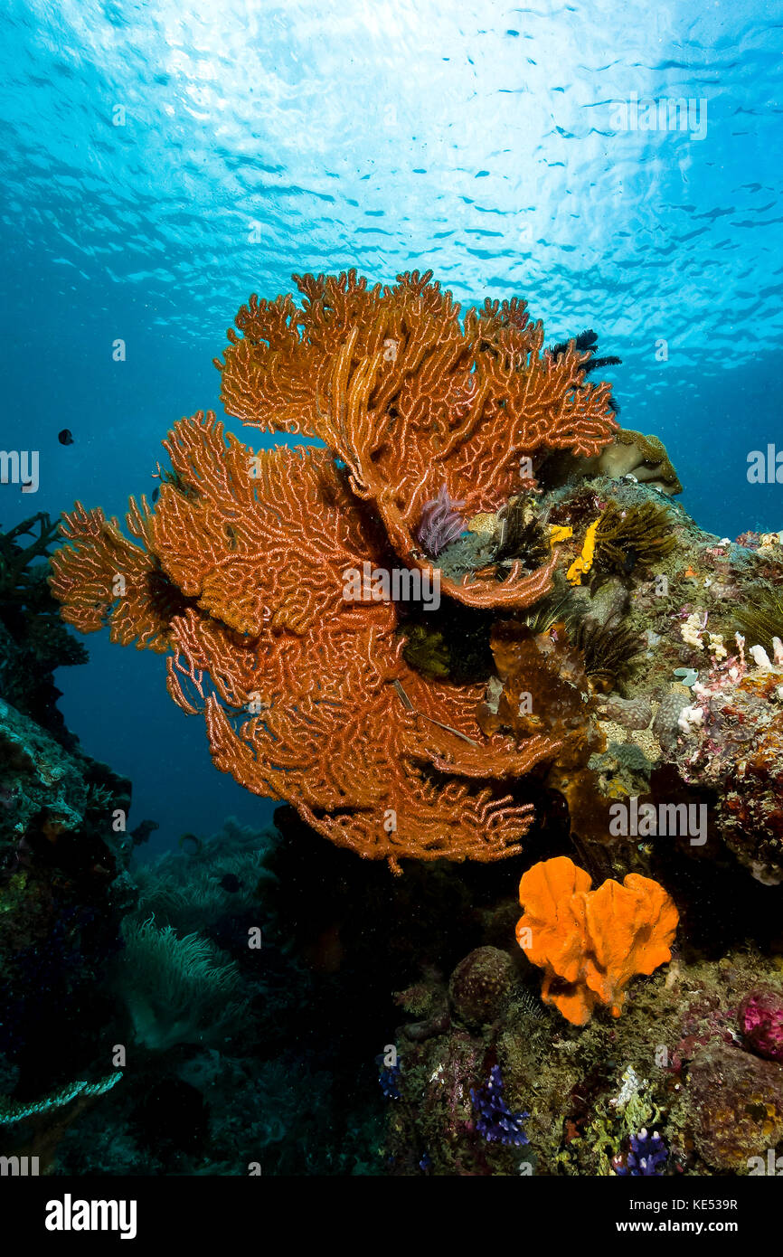 Scena della barriera corallina con appassionati di mare, Milne Bay, Papua nuova Guinea. Foto Stock