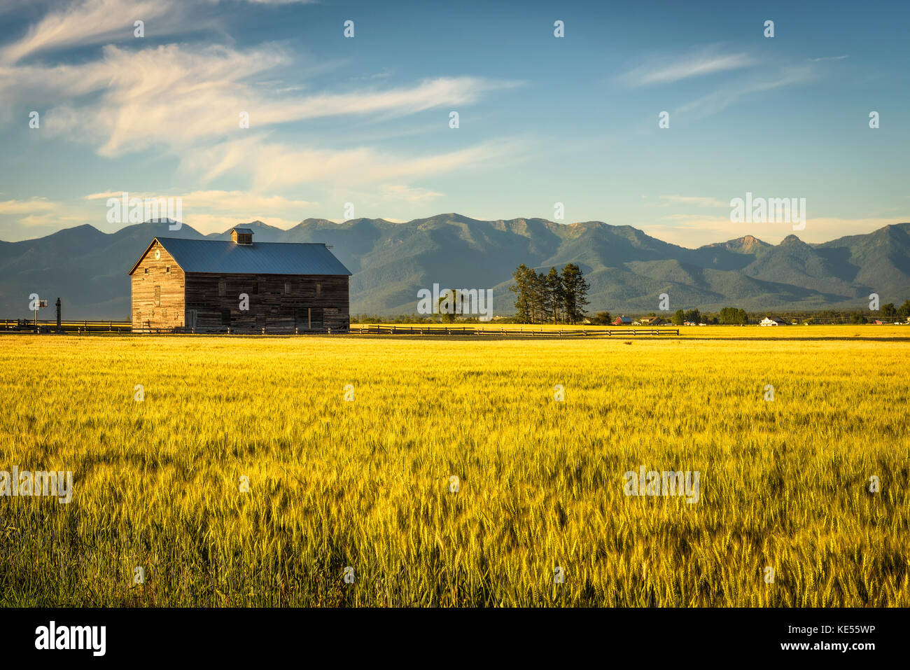 Estate al tramonto con un vecchio fienile e un campo di segale in montana rurale Foto Stock