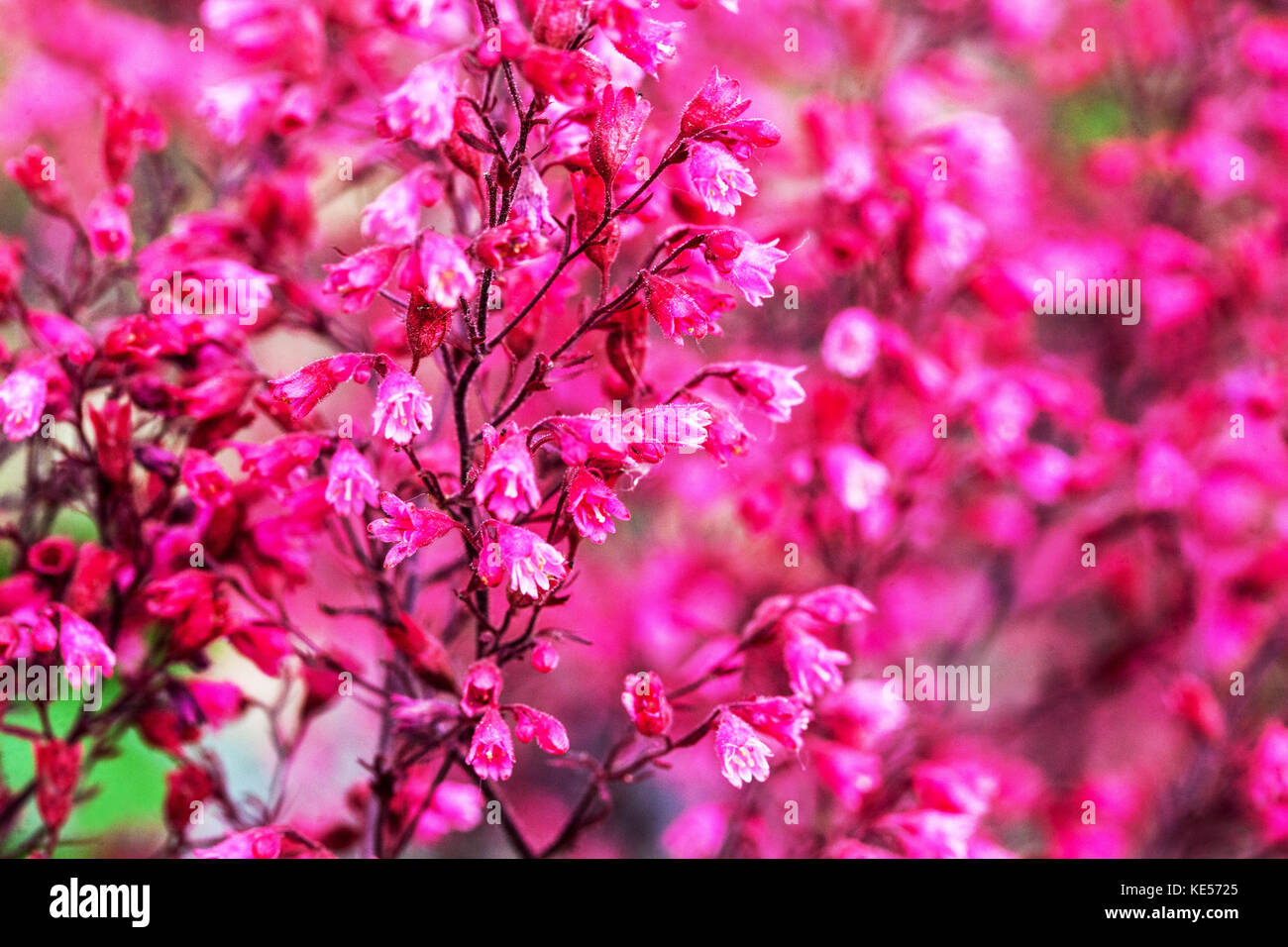 Corallo Bells Purple, Flowers, Heuchera 'Rave On' primo piano Foto Stock