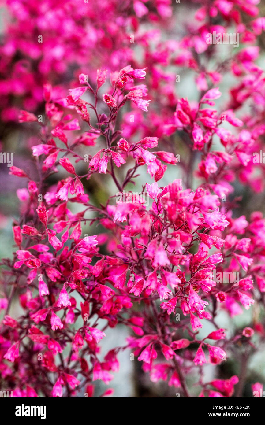 Coral Bells Purple, Flowers, Heuchera 'Rave On' Closeup Foto Stock