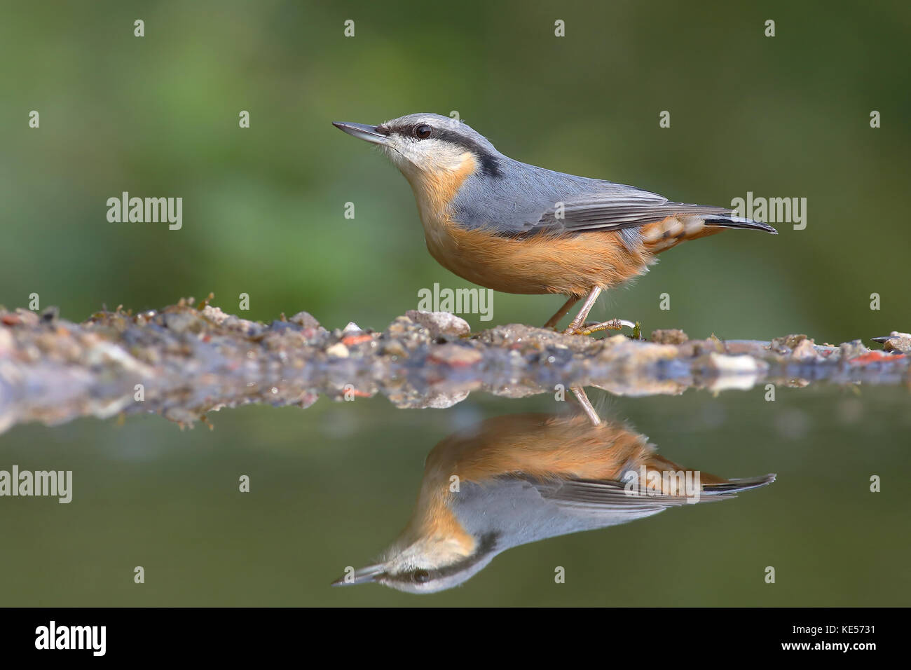 Eurasian picchio muratore (sitta europaea), Adulto, riflessa nell'acqua in un bagno di uccelli, siegerland, RENANIA DEL NORD-VESTFALIA, Germania Foto Stock