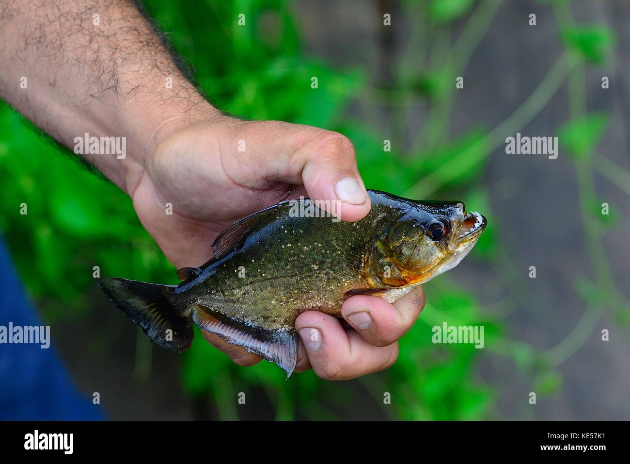 Maschio di mano che tiene un piranha (Serrasalmus), Fazenda San Francisco, Miranda, Matto Grosso do Sul, Brasile Foto Stock
