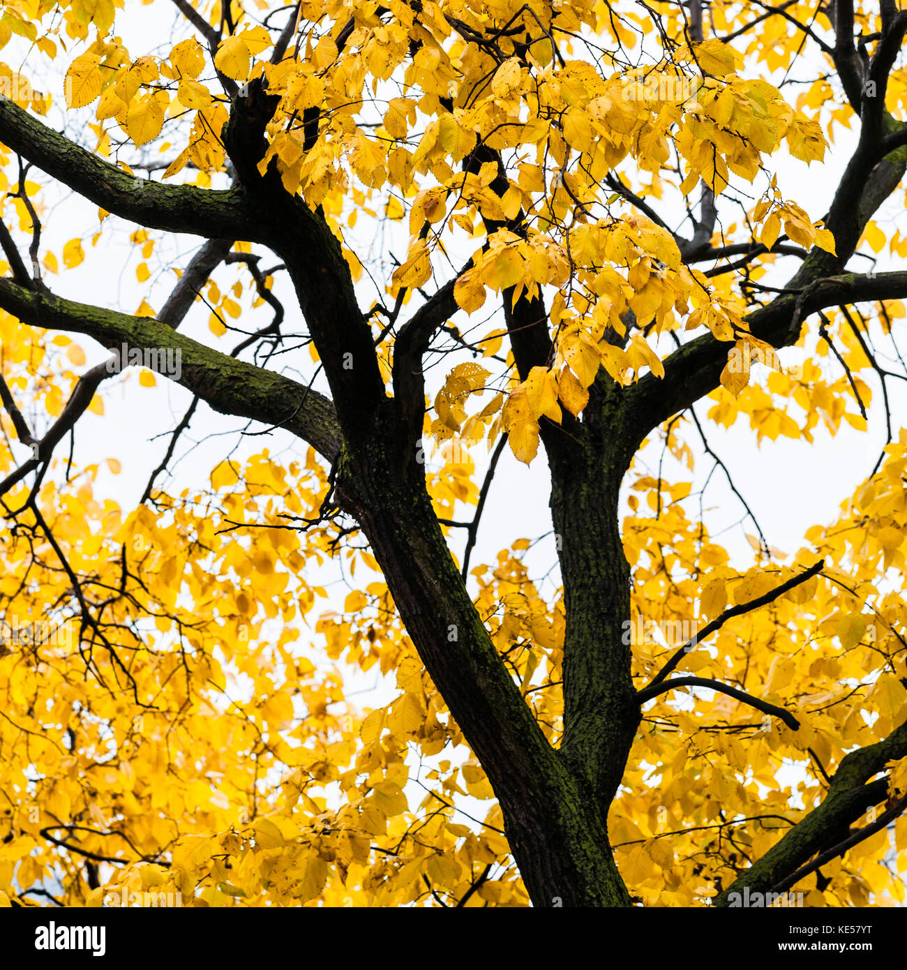 Scuro o nero tronco di un vecchio albero di tiglio con foglie di giallo contro lo sfondo del cielo bianco. Nuvoloso Pioggia di un autunno dorato stagione Foto Stock