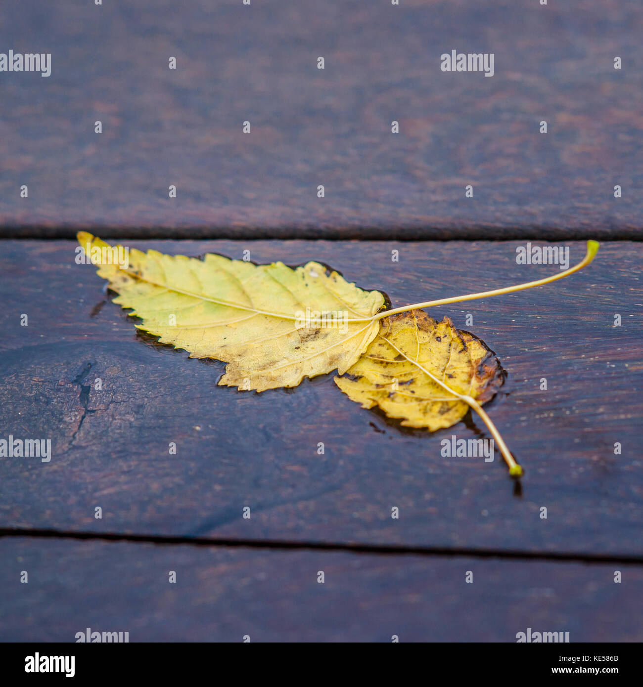 Due foglie di giallo su fondo bagnato la superficie di legno. Autunno dorato scena Foto Stock