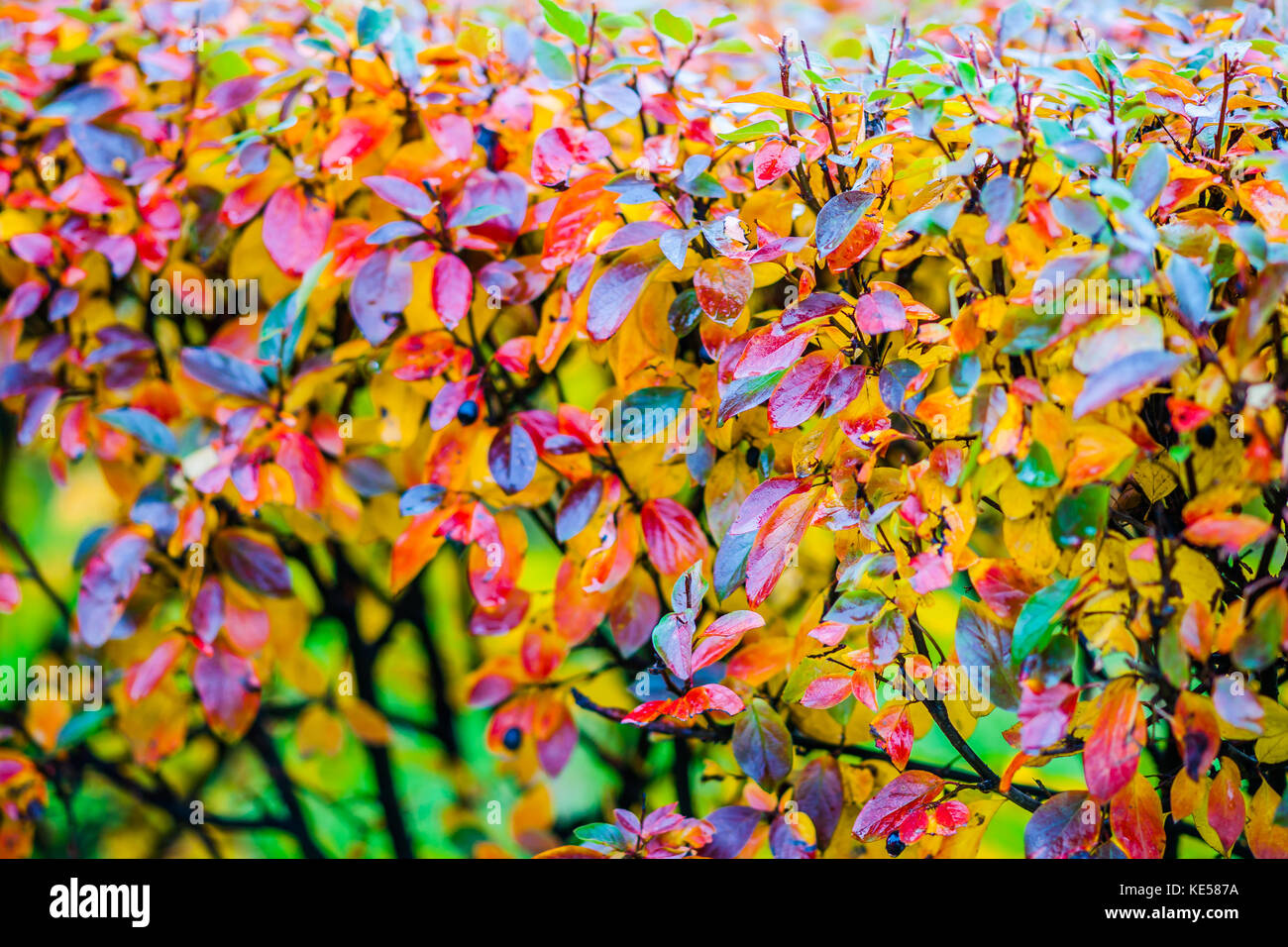 Rosso, arancione, giallo cotoneaster foglie, sfondo verde. wet tempo piovoso. colorato autunno dorato scena. Foto Stock