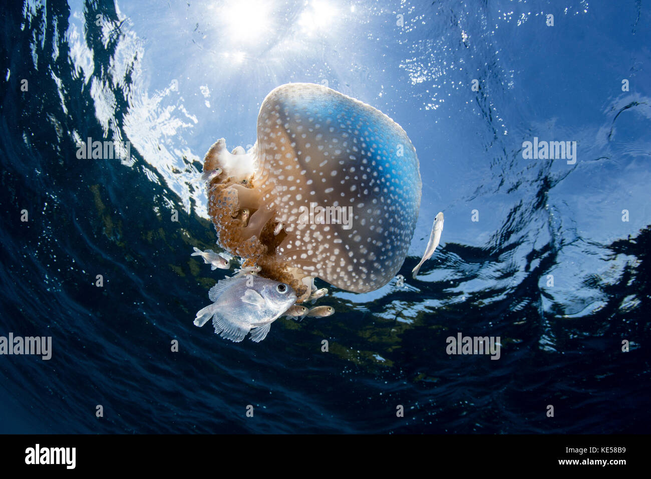 Un bianco-spotted medusa si sposta in una forte corrente in Lesser Sunda islands. Foto Stock