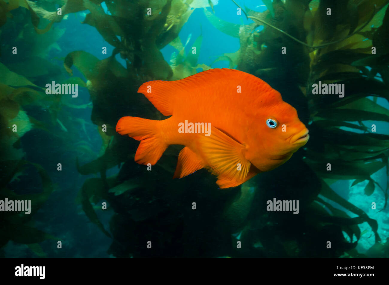 Garibaldi nascondere nel kelp nelle isole Catalina, California. Foto Stock