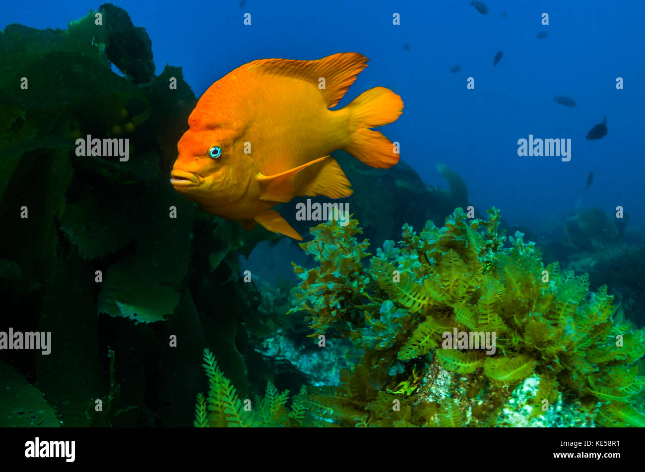 Garibaldi nascondere nel kelp nelle isole catalina, California. Foto Stock