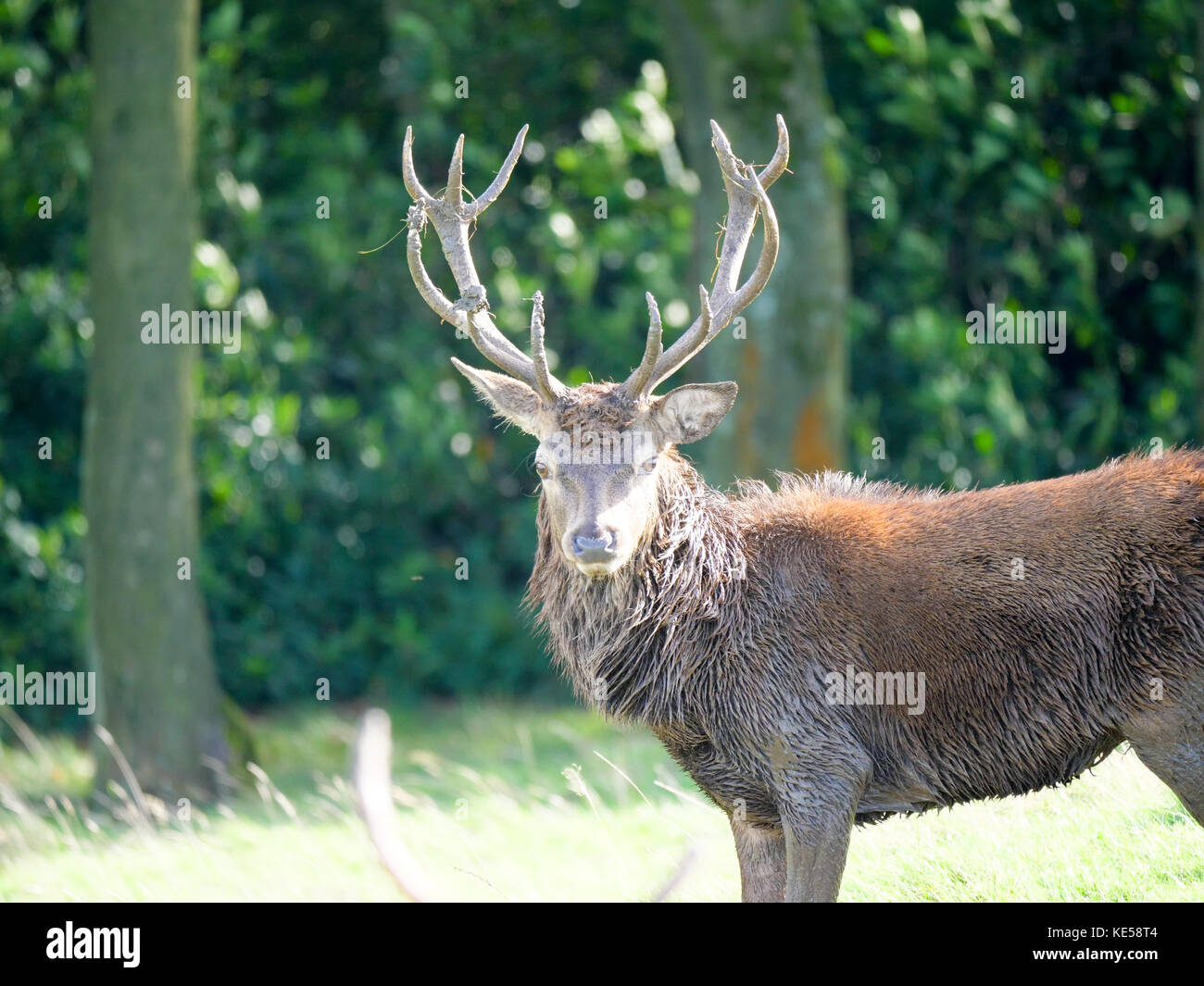Un maschio di cervi rossi, il cervo (Cervus elaphus) a Lyme Park a disley, cheshire che mostra la sua palchi all'inizio della stagione di solchi. Foto Stock