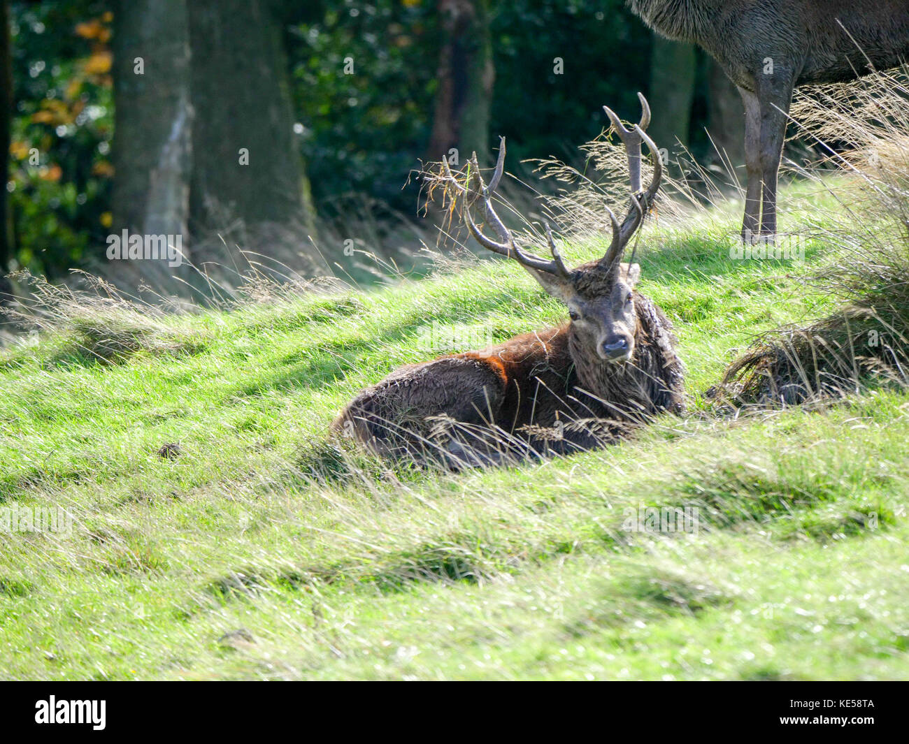 Un maschio di cervi rossi, il cervo (Cervus elaphus) a Lyme Park a disley, cheshire che mostra la sua palchi all'inizio della stagione di solchi. Foto Stock