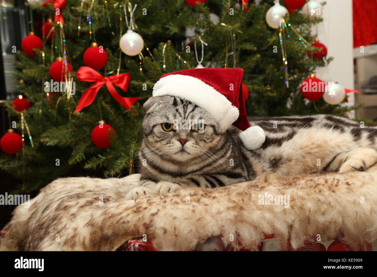 Gatto in un costume di Babbo Natale / British Shorthair kitten Foto stock -  Alamy
