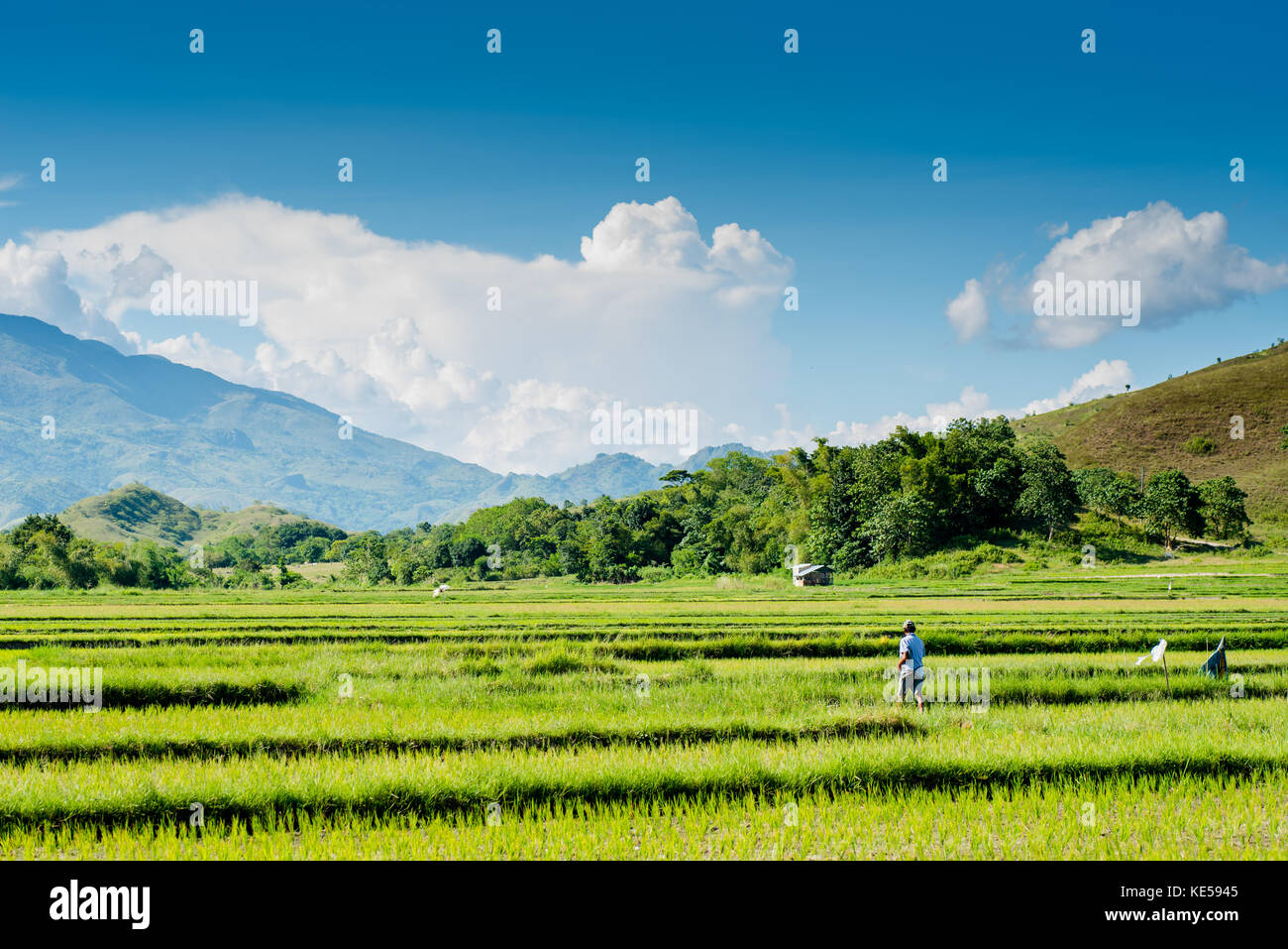 Campo di riso al nueva vizcaya, Filippine. Foto Stock