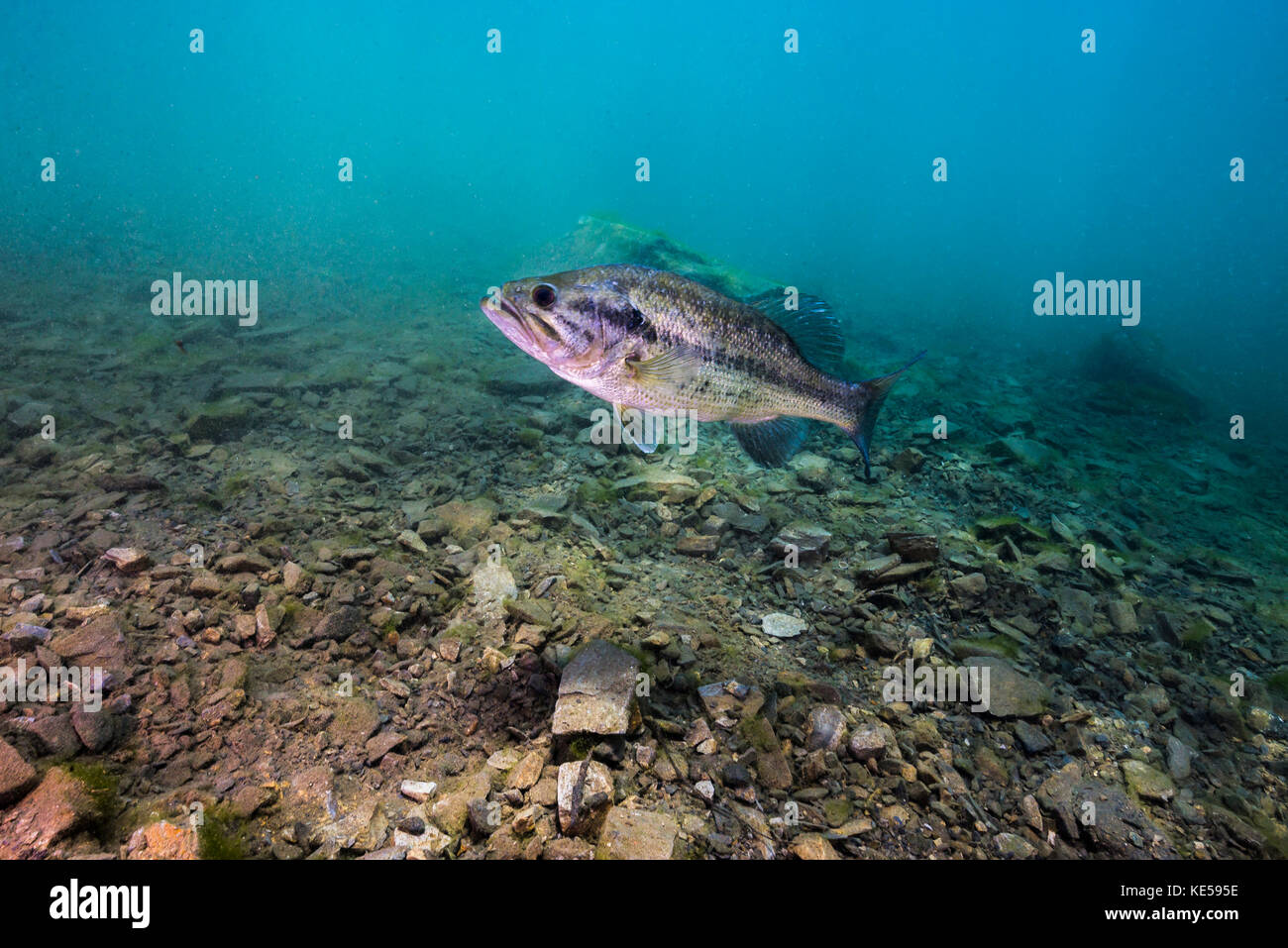 Largemouth bass nuoto in olandese molle, Pennsylvania. Foto Stock